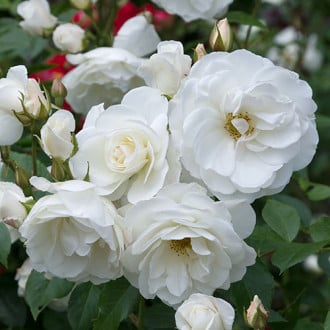 Ruža floribunda Crystal Mella obrázok 6