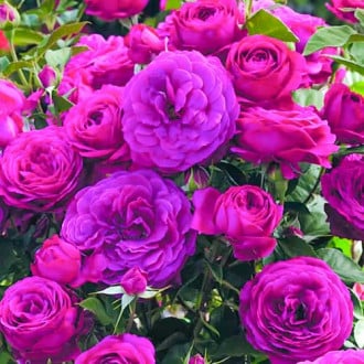 Ruža floribunda Dark Pink obrázok 6