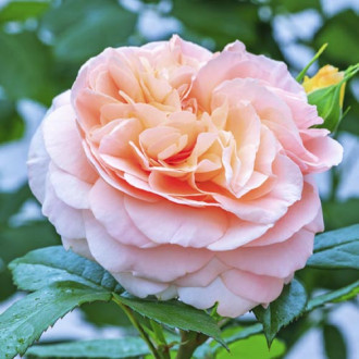 Ruža floribunda Duchess of Cornwall obrázok 5