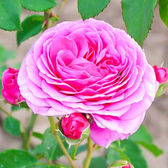 Ruža floribunda Frayla Miarija obrázok 5