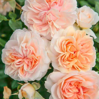 Ruža floribunda Garden of Roses ®, C3 obrázok 6