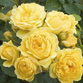 Ruža floribunda Golden Border obrázok 6