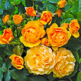 Ruža floribunda Julia Child® obrázok 5