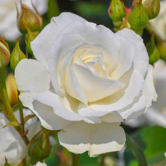 Ruža floribunda Kristall Perle obrázok 6