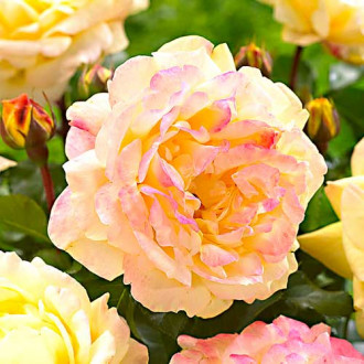 Ruža floribunda Lampion obrázok 1