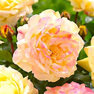 Ruža floribunda Lampion obrázok 5