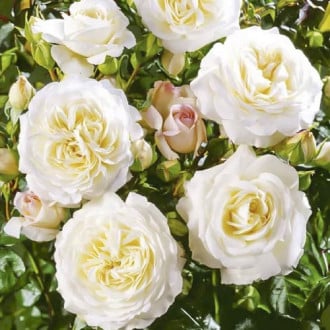 Ruža floribunda Ledreborg obrázok 2