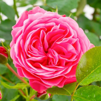 Ruža floribunda Leonardo da Vinci obrázok 4