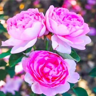 Ruža floribunda Magic Aroma obrázok 3