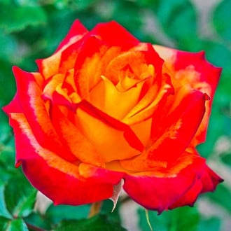 Ruža floribunda Mein Munchen obrázok 6
