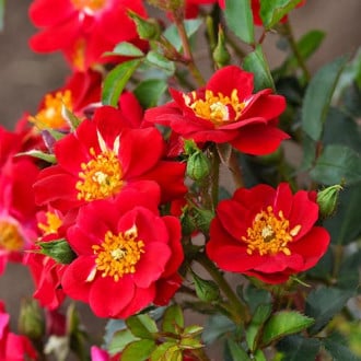 Ruža floribunda Mella Amulet obrázok 1