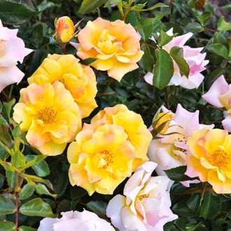 Ruža floribunda Mella Melitte obrázok 4