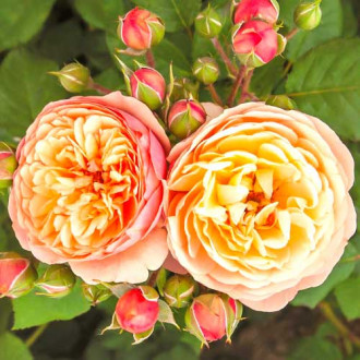 Ruža floribunda Natalija Frayla obrázok 1