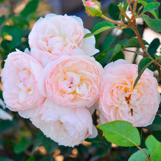 Ruža floribunda Natural Aroma obrázok 4