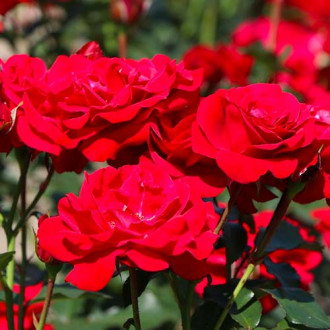 Ruža floribunda Nina obrázok 4