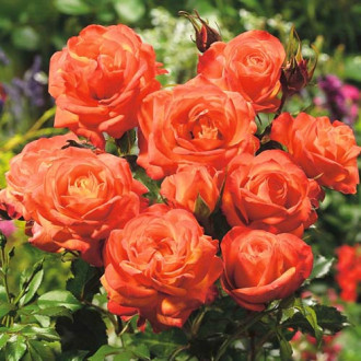 Ruža floribunda Orange obrázok 5
