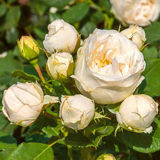 Ruža floribunda Pearl Vaza obrázok 3
