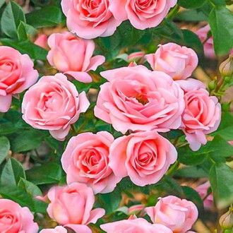 Ruža floribunda Perfume Fashion obrázok 6