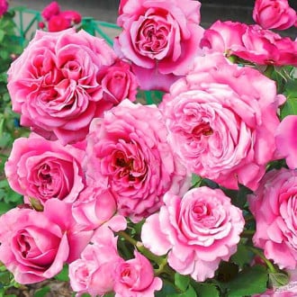 Ruža floribunda Picotee Vaza obrázok 6