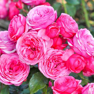 Ruža floribunda Pink Vaza obrázok 6