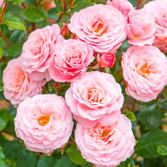 Ruža floribunda Pink obrázok 4