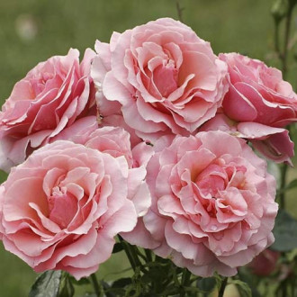 Ruža floribunda Poesie obrázok 6