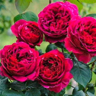 Ruža floribunda Pure Aroma obrázok 1