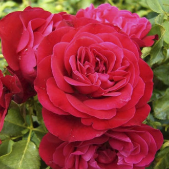 Ruža floribunda Red Meilove ®, С3 obrázok 1