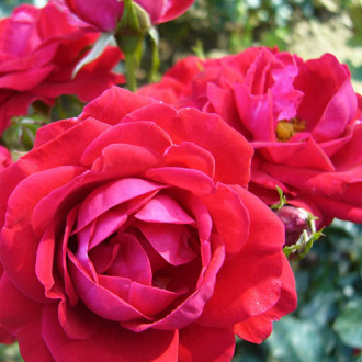 Ruža floribunda Red Wanderer obrázok 1