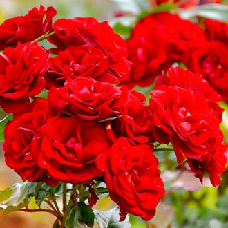 Ruža floribunda Red obrázok 6