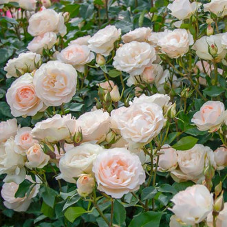 Ruža floribunda Sans Souci® obrázok 6