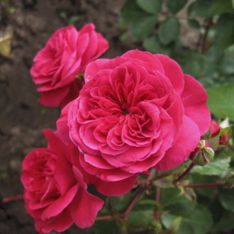 Ruža floribunda Sava Reka obrázok 3