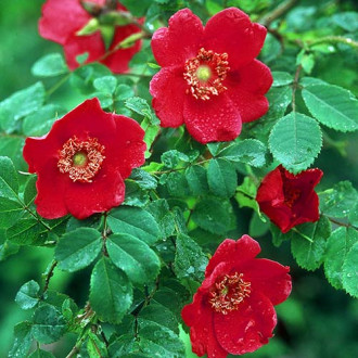 Ruža floribunda Scarlet Winter Jewel obrázok 4