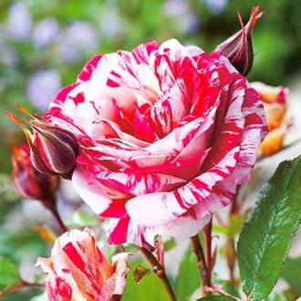 Ruža floribunda Scentimental® obrázok 3