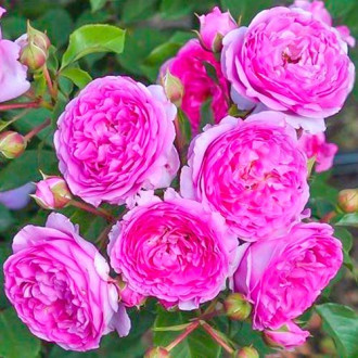 Ruža floribunda Vaza Lavender obrázok 5