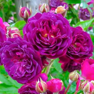 Ruža floribunda Violet obrázok 5