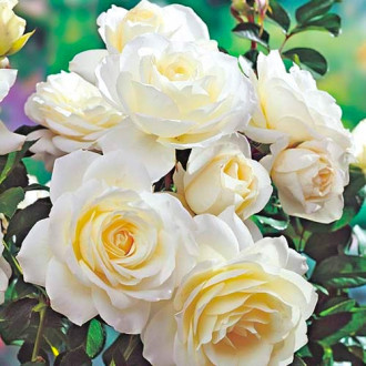 Ruža floribunda White obrázok 1