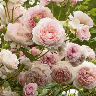 Ruža floribunda William Morris obrázok 4