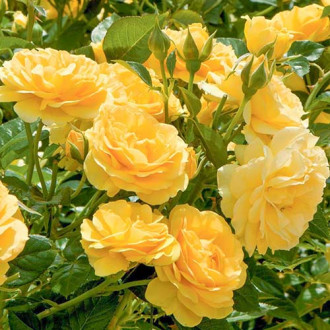 Ruža floribunda Yellow obrázok 6