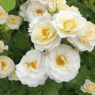 Ruža floribunda Zorza® obrázok 1