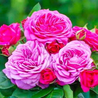 Ruža Heidi Klum® obrázok 3