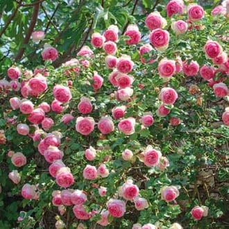 Ruža lezecká Eden Rose obrázok 1