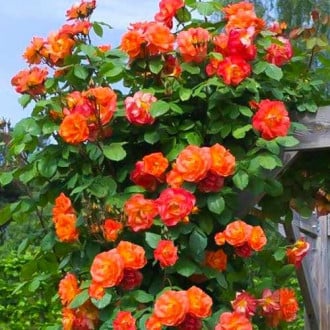 Ruža lezecká Herbaciana obrázok 6