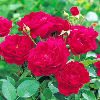 Ruža lezecká Monferrato® obrázok 1