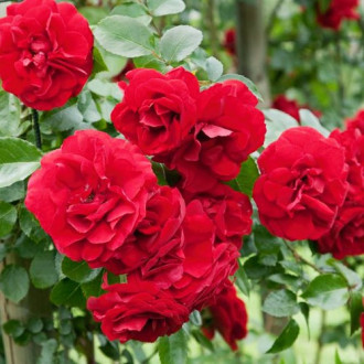 Ruža Raspberry Royale obrázok 2