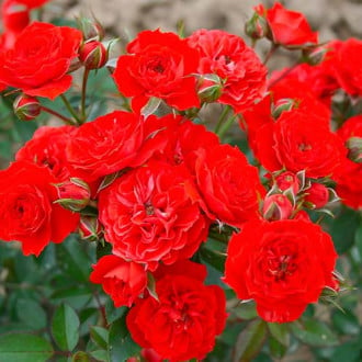 Ruža Red Romance obrázok 6
