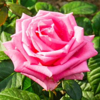 Ruža veľkokvetá Bel Ange obrázok 1