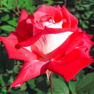 Ruža veľkokvetá Bicolette obrázok 2