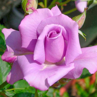 Ruža veľkokvetá Blue Violet obrázok 3