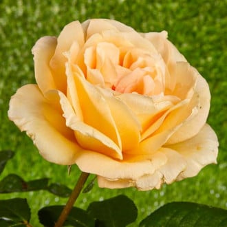 Ruža veľkokvetá Casanova obrázok 5